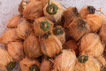 Large pile of unpeeled coconuts on the ground