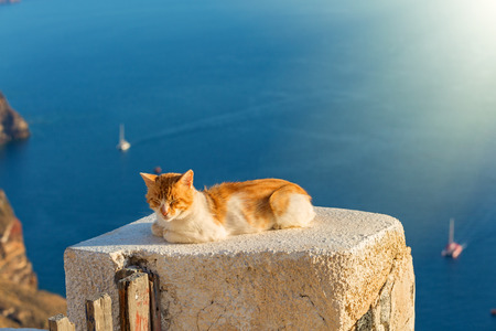 Orange cat basks in the sun on the sea backgroundの写真素材