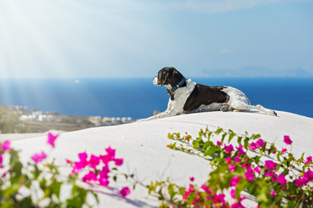 Dog on the roof of a building, Santorini, against a blue sea and a flowering Bushの写真素材