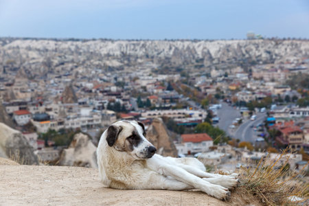 Homeless dog on the background of the city of Turkey