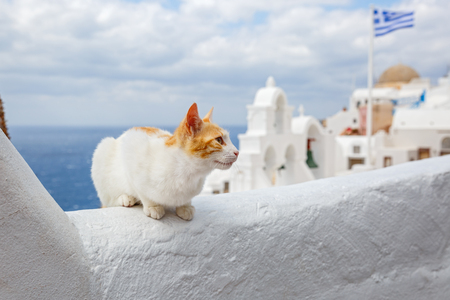 Red cat sitting on the background of the sea and the architecture of Santorini, Greece.の写真素材