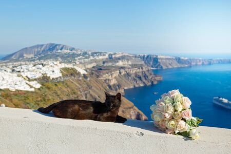 Black cat sleeping on the background of the sea landscape of Greeceの写真素材