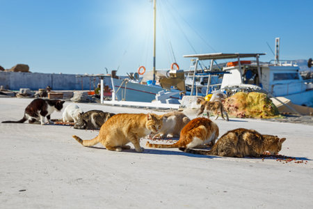 A pack of hungry cats on the embankment eating dry food