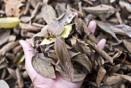 yellow defoliation in hands  の写真素材