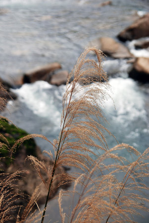 Closeup of grass beside the riverの写真素材