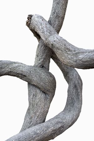 tree bark textures backgrounds  の写真素材