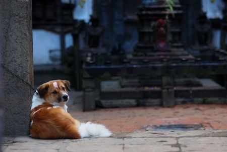 Dog lying on the landの写真素材