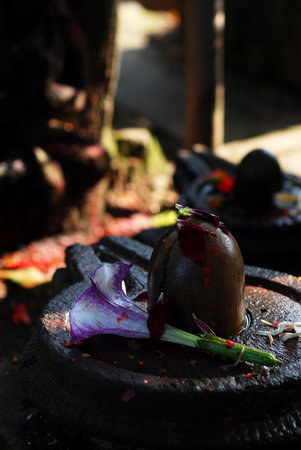 Closeup of flower on the stone