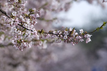 Pink Cherry Blossom In Spring Garden の写真素材