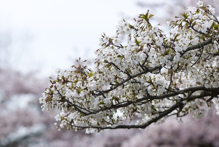  Pink Cherry Blossom In Spring Garden の写真素材