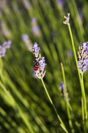 Ladybug on Lavender of Provence  の写真素材