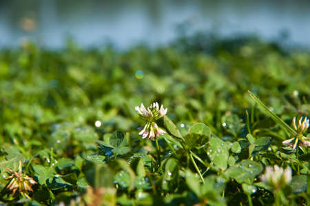 Closeup of flowersの写真素材