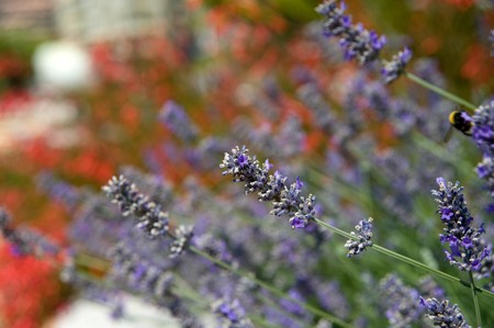 Lavender blooms  の写真素材