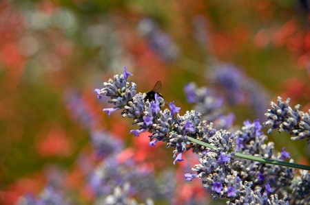 Bee on Spanish Lavender  の写真素材