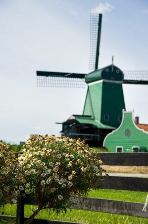Dutch windmill in daisy field,amsterdam,Holland  の写真素材