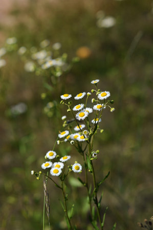 Closeup of flowersの写真素材