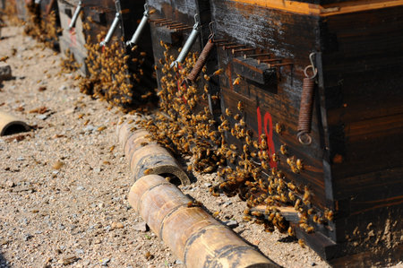 Bees on beehive box