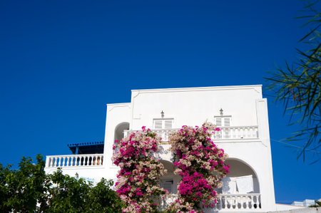 Flower of a traditional Greek house on Santorini island  の写真素材
