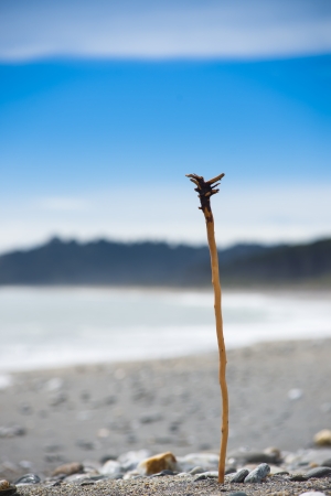 Bruce bay,Tasman Sea,South island, New Zealandの写真素材