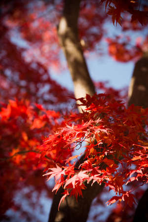 Closeup of mapleの写真素材