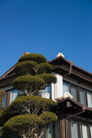 Trees beside the buildingのeditorial素材