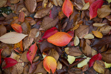 Close up of leavesの写真素材