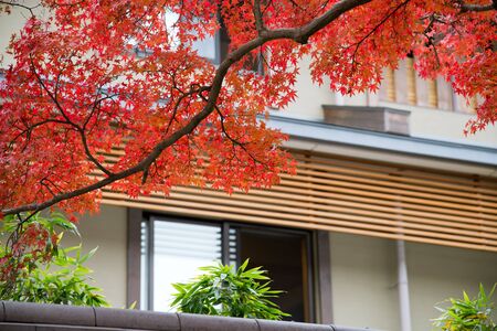 Closeup of red leaves front of houseのeditorial素材