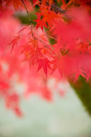 Closeup of red leavesの写真素材