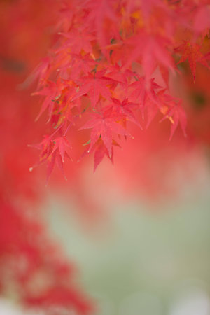 Closeup of red leaves