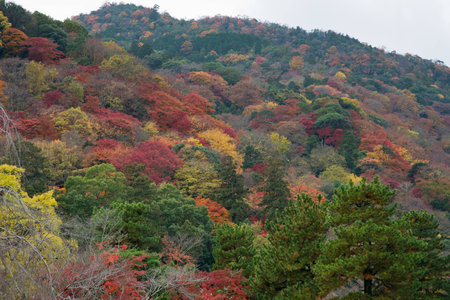 Closeup of forestの写真素材