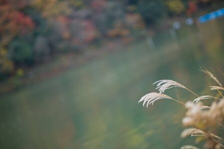 Closeup of grassの写真素材