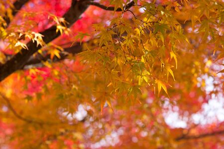 Closeup of mapleの写真素材