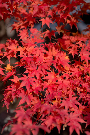 Closeup of mapleの写真素材