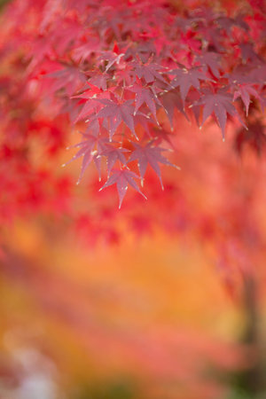 Closeup of maple