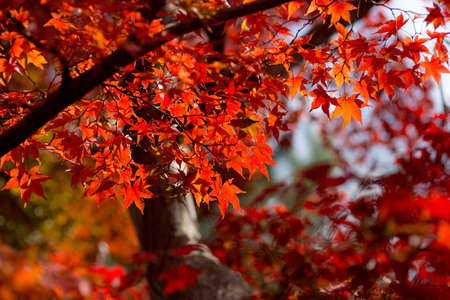 Closeup of mapleの写真素材