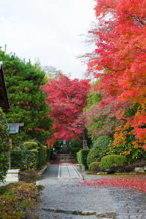 Trees in the parkの写真素材