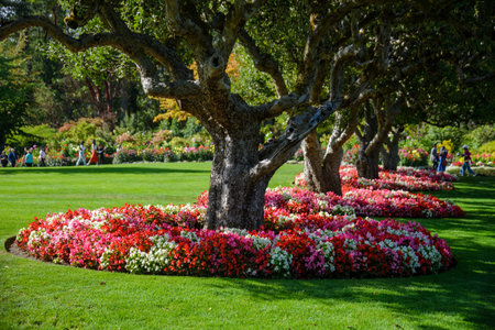 Flowerbeds in the park with blooming colorful flowers.の写真素材
