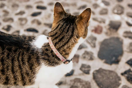 Cat with a little bell on its collar.の写真素材