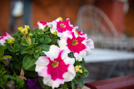Flowers in a pot. Blurry backgroundの写真素材
