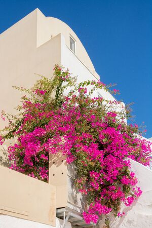 Bougainvillea flowers in bloom. Photo taken on Santorini island in Greeceの写真素材