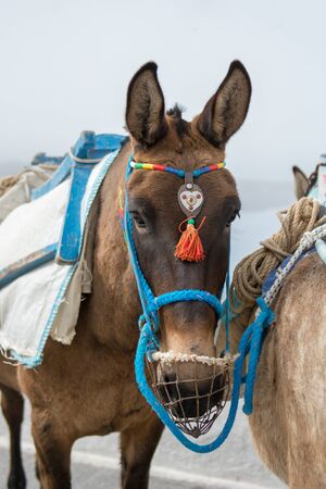 A working donkey resting, waiting to be loaded in Santorini, Greece. Wearing traditional ornaments.の写真素材