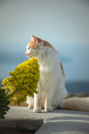 Very cute cat sitting outdoorsの写真素材