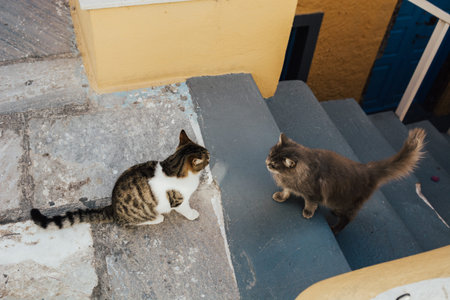 Two cute cats meeting outdoors