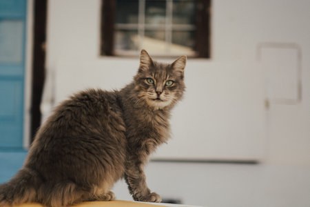 Cute grumpy looking cat sitting outdoors