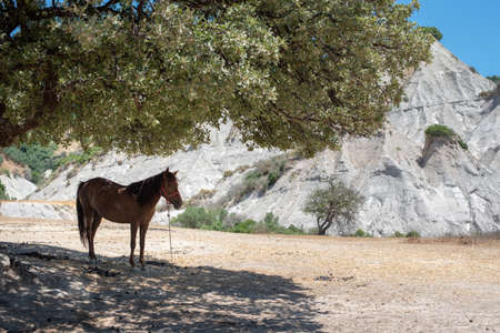 A horse in the shade of a tree next to a rocky hillの写真素材