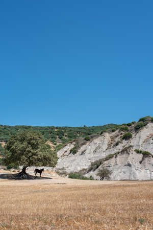A horse in the shade of a tree next to a rocky hillの写真素材