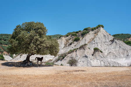 A horse in the shade of a tree next to a rocky hillの写真素材