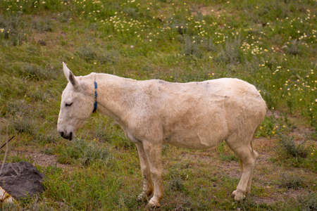 Working donkey in Santorini island, Greece.の写真素材