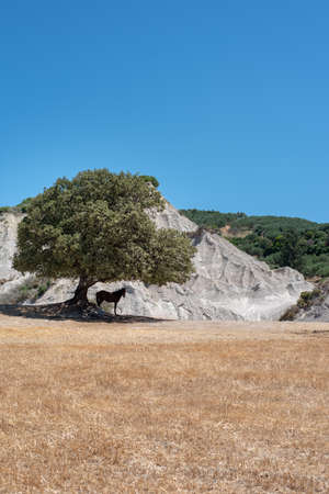 A horse in the shade of a tree next to a rocky hillの写真素材