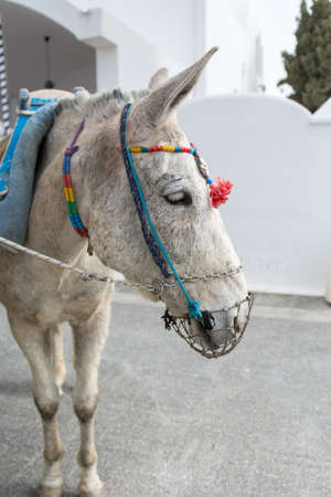 Working donkey in Santorini island, Greece.の写真素材